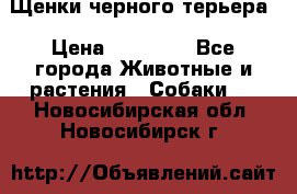 Щенки черного терьера › Цена ­ 35 000 - Все города Животные и растения » Собаки   . Новосибирская обл.,Новосибирск г.